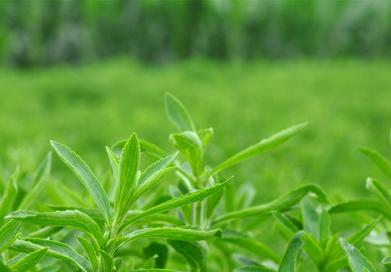 甜葉菊帶來好日子——河北曲周特色種植產(chǎn)業(yè)發(fā)展見聞